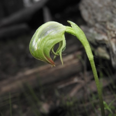 Pterostylis nutans (Nodding Greenhood) at Burrinjuck, NSW - 26 Sep 2016 by RyuCallaway