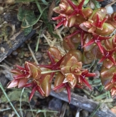 Sedum caespitosum (Tiny Stonecrop) at Stirling, ACT - 20 Oct 2016 by Mirri59