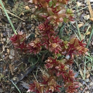 Sedum caespitosum at Stirling, ACT - 20 Oct 2016