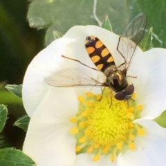 Melangyna viridiceps (Hover fly) at Fraser, ACT - 29 Oct 2016 by Mirri59