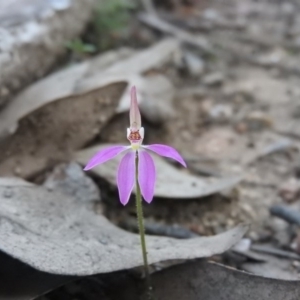 Caladenia carnea at Burrinjuck, NSW - suppressed