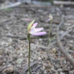 Caladenia carnea at Burrinjuck, NSW - suppressed