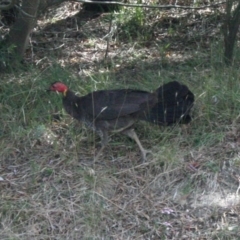 Alectura lathami (Australian Brush-turkey) at Bywong, NSW - 4 Jan 2012 by davidmcdonald