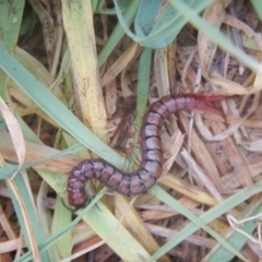 Cormocephalus aurantiipes at Gungahlin, ACT - 28 Oct 2016