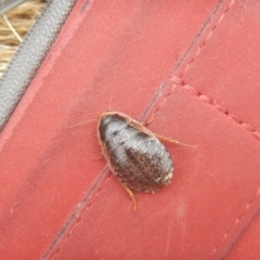 Calolampra sp. (genus) (Bark cockroach) at Franklin, ACT - 27 Oct 2016 by MichaelMulvaney