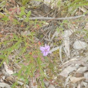 Thysanotus patersonii at Canberra Central, ACT - 29 Oct 2016 01:52 PM