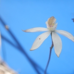 Caladenia moschata (Musky Caps) at Point 5800 - 29 Oct 2016 by MichaelMulvaney