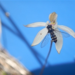 Caladenia moschata at Point 5800 - suppressed