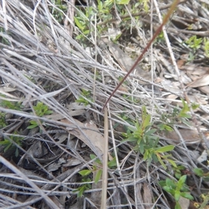 Caladenia moschata at Point 5800 - suppressed