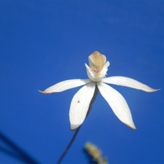 Caladenia moschata at Point 5800 - suppressed