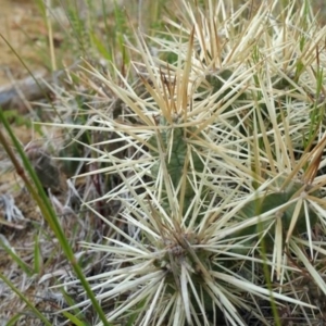 Cylindropuntia pallida at Deakin, ACT - 29 Oct 2016