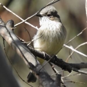 Pachycephala rufiventris at Paddys River, ACT - 18 Oct 2016 09:30 AM