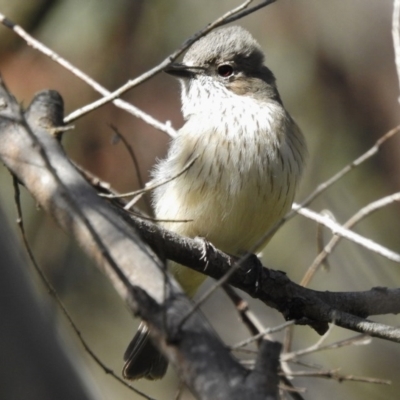 Pachycephala rufiventris (Rufous Whistler) at Paddys River, ACT - 17 Oct 2016 by JohnBundock