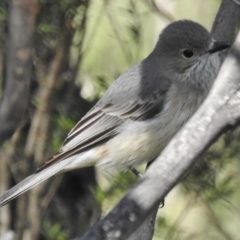 Pachycephala rufiventris at Paddys River, ACT - 18 Oct 2016 09:30 AM