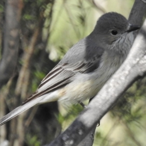 Pachycephala rufiventris at Paddys River, ACT - 18 Oct 2016 09:30 AM