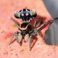 Maratus harrisi (Harris's Peacock spider) at Tharwa, ACT - 18 Nov 2012 by Harrisi