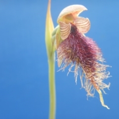 Calochilus platychilus (Purple Beard Orchid) at Canberra Central, ACT - 29 Oct 2016 by MichaelMulvaney