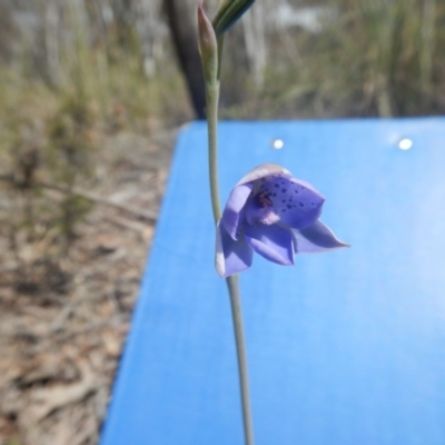 Thelymitra juncifolia (Dotted Sun Orchid) at Canberra Central, ACT - 29 Oct 2016 by MichaelMulvaney