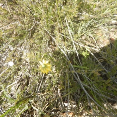 Microseris walteri (Yam Daisy, Murnong) at Canberra Central, ACT - 29 Oct 2016 by MichaelMulvaney