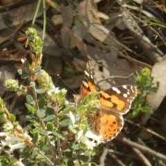 Vanessa kershawi (Australian Painted Lady) at O'Connor, ACT - 29 Oct 2016 by MichaelMulvaney