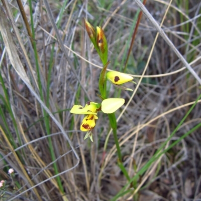Diuris sulphurea (Tiger Orchid) at Aranda Bushland - 15 Oct 2014 by CathB