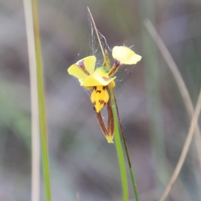 Diuris sulphurea (Tiger Orchid) at Canberra Central, ACT - 4 Nov 2015 by petersan