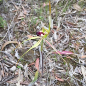 Caladenia atrovespa at Bungendore, NSW - suppressed