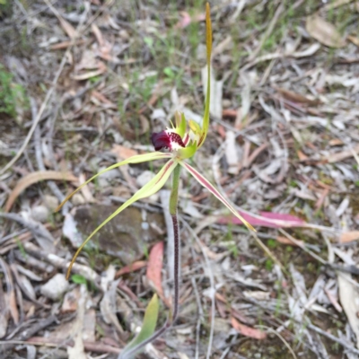 Caladenia atrovespa (Green-comb Spider Orchid) at Bungendore, NSW - 30 Oct 2016 by yellowboxwoodland