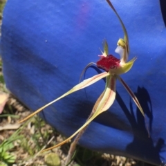 Caladenia atrovespa at Bungendore, NSW - suppressed