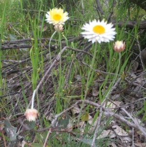 Leucochrysum albicans subsp. tricolor at Watson, ACT - 30 Oct 2016 11:50 AM