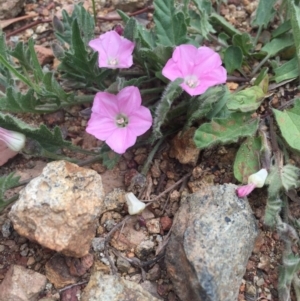 Convolvulus angustissimus subsp. angustissimus at Majura, ACT - 30 Oct 2016 12:14 PM