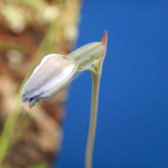 Thelymitra (genus) (sun orchids) at Point 99 - 30 Oct 2016 by MichaelMulvaney