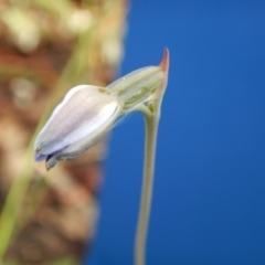 Thelymitra sp. (A Sun Orchid) at Point 99 - 30 Oct 2016 by MichaelMulvaney