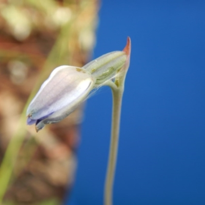 Thelymitra sp. (A Sun Orchid) at Point 99 - 29 Oct 2016 by MichaelMulvaney
