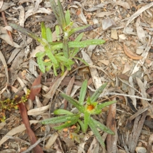 Coronidium oxylepis subsp. lanatum at Point 99 - 30 Oct 2016