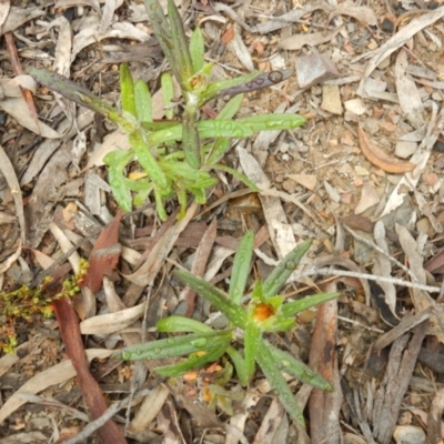 Coronidium oxylepis subsp. lanatum (Woolly Pointed Everlasting) at Point 99 - 29 Oct 2016 by MichaelMulvaney