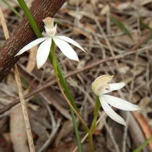 Caladenia moschata at Point 103 - suppressed