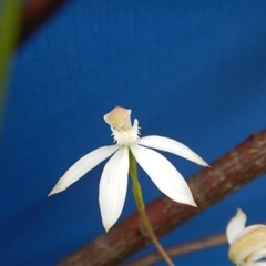 Caladenia moschata at Point 103 - suppressed