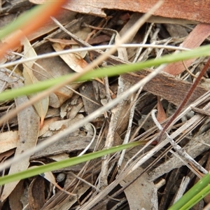 Caladenia moschata at Point 103 - suppressed