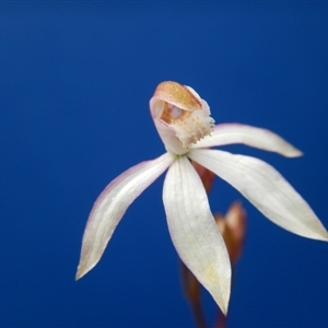 Caladenia moschata at Point 103 - 30 Oct 2016