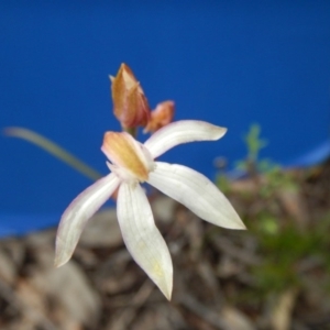 Caladenia moschata at Point 103 - 30 Oct 2016