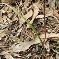 Caladenia moschata at Point 103 - 30 Oct 2016