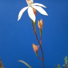 Caladenia moschata at Point 103 - 30 Oct 2016