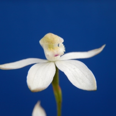 Caladenia moschata (Musky Caps) at Point 103 - 29 Oct 2016 by MichaelMulvaney