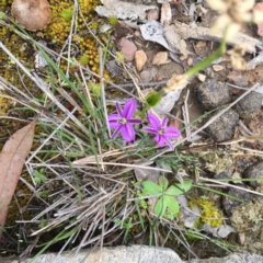 Thysanotus patersonii at Bungendore, NSW - 30 Oct 2016