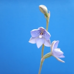 Thelymitra juncifolia (Dotted Sun Orchid) at Point 112 - 30 Oct 2016 by MichaelMulvaney