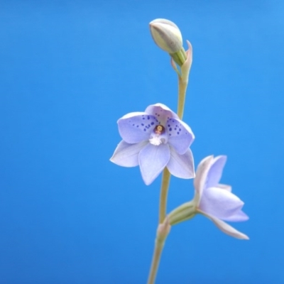 Thelymitra juncifolia (Dotted Sun Orchid) at Point 112 - 29 Oct 2016 by MichaelMulvaney