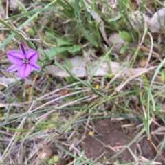 Thysanotus patersonii (Twining Fringe Lily) at Bungendore, NSW - 30 Oct 2016 by yellowboxwoodland