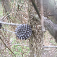 Allocasuarina verticillata at Bungendore, NSW - 30 Oct 2016