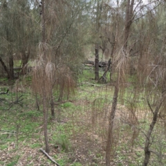 Allocasuarina verticillata at Bungendore, NSW - 30 Oct 2016 01:52 PM